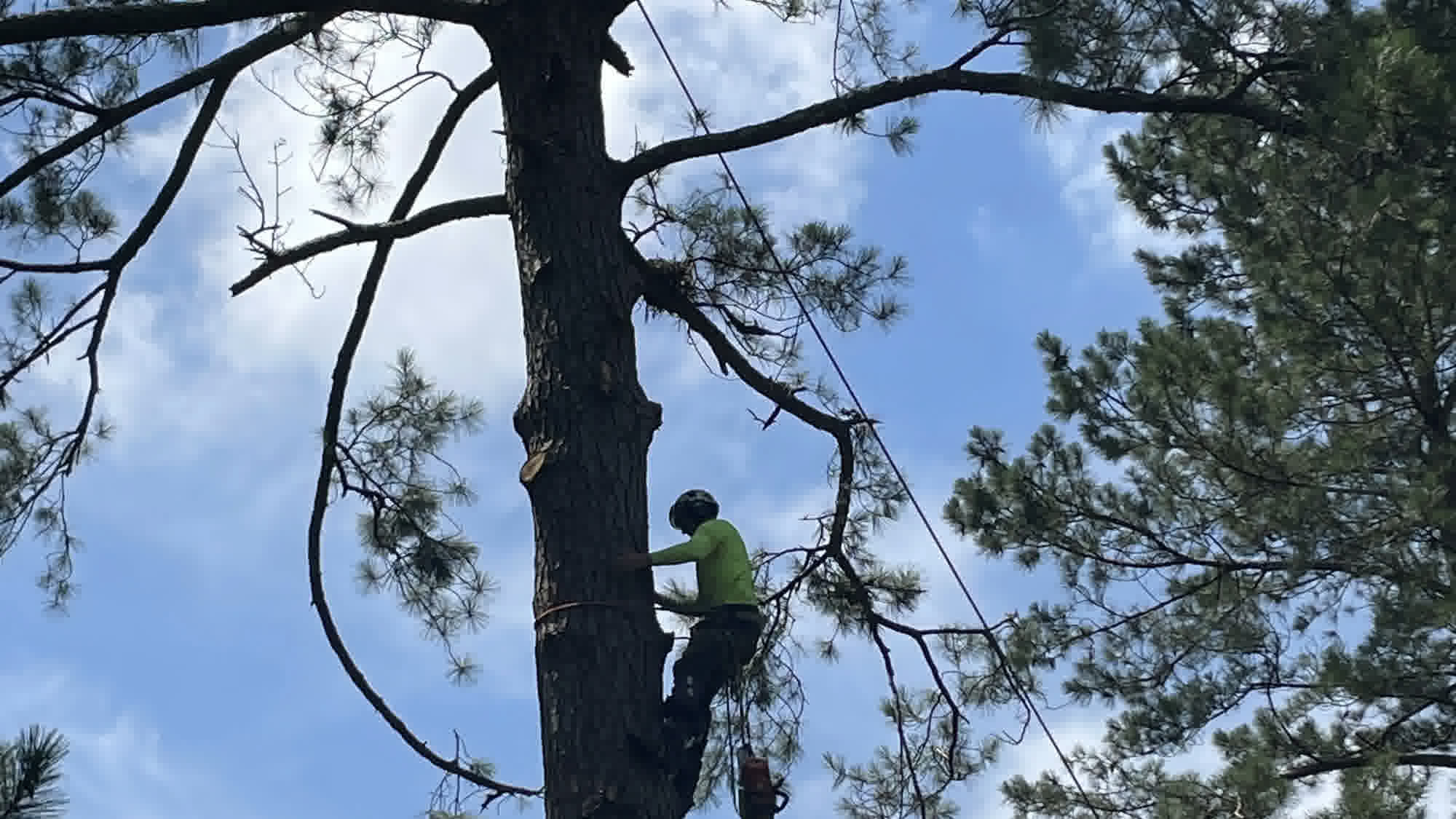 Climber roped into a tall pine while trimming branches