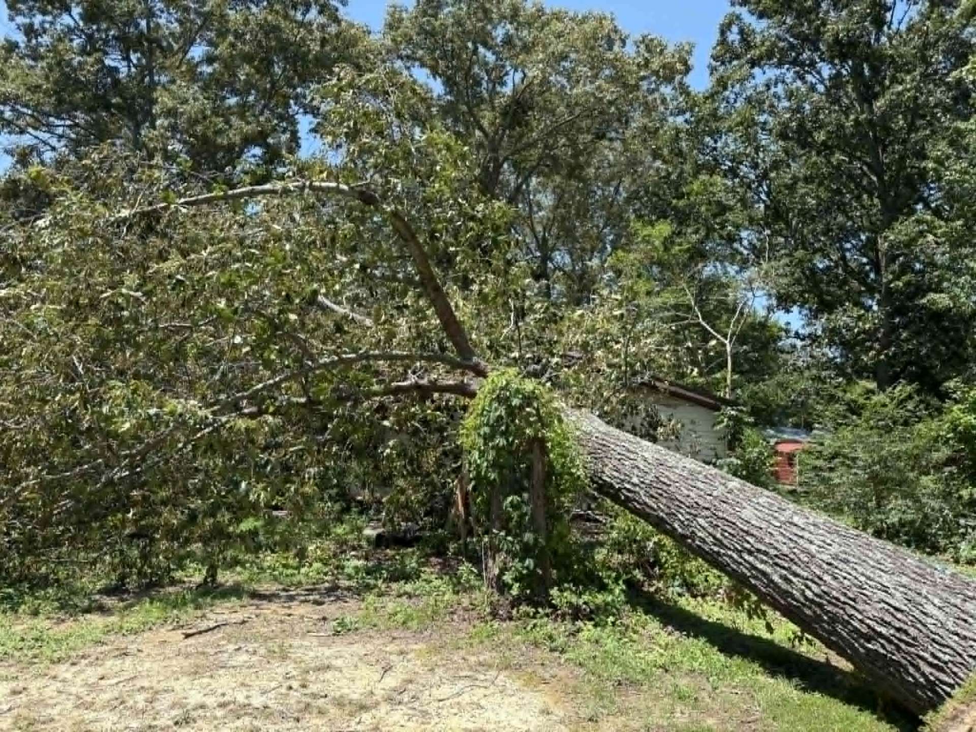 Big hardwood tree down in a yard after a storm