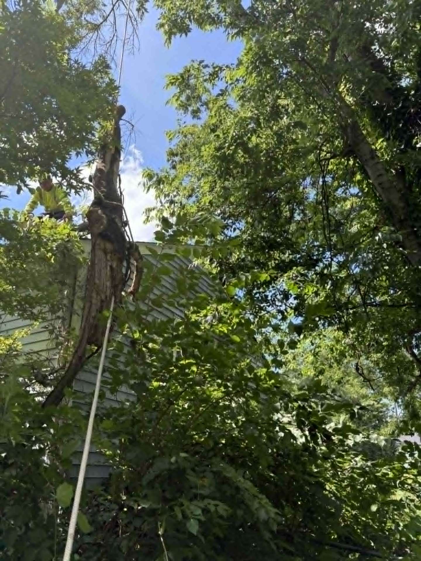 Climber roped in high on a storm-damaged tree beside a house