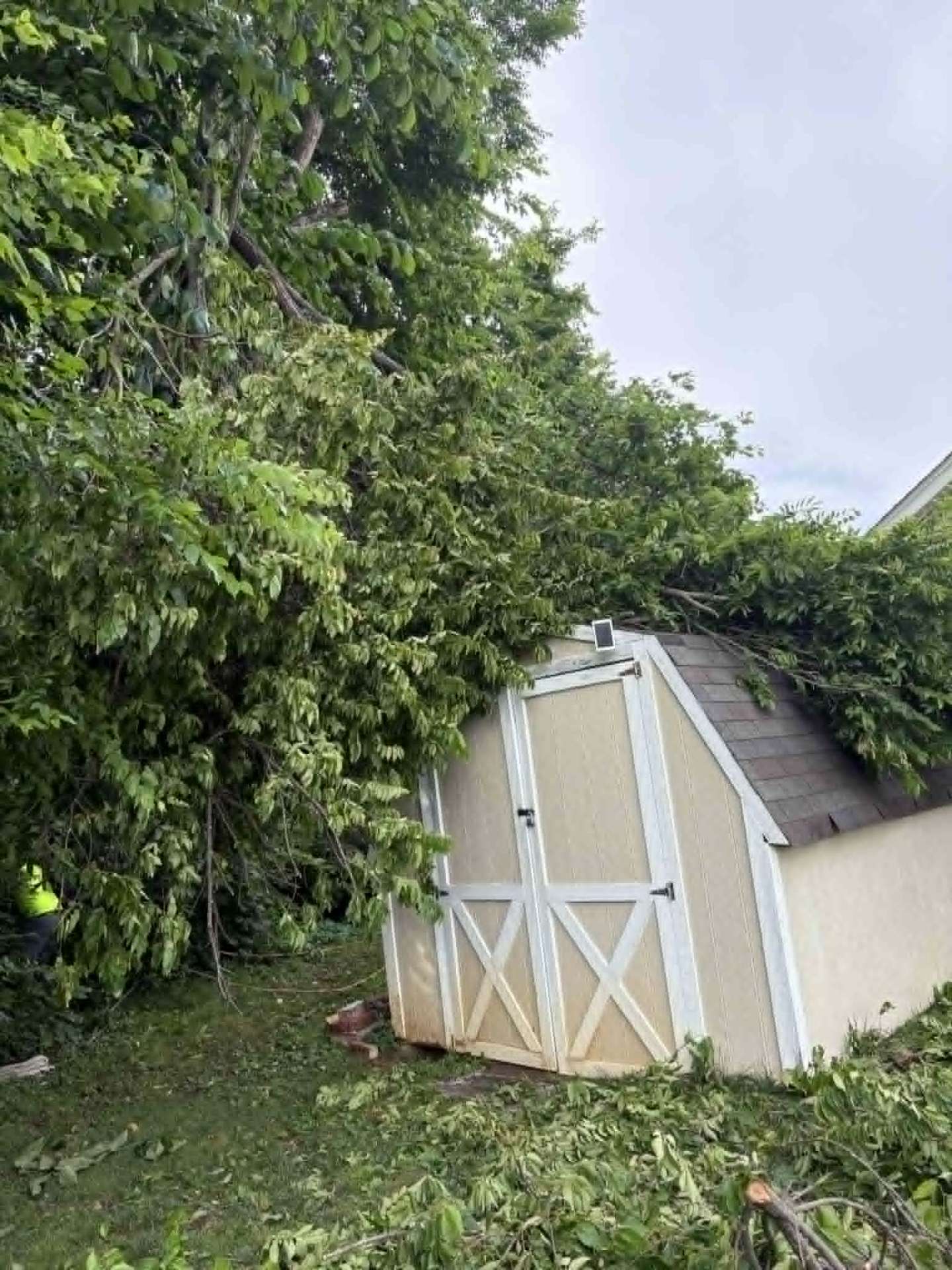 Large tree limb fallen onto a backyard storage shed